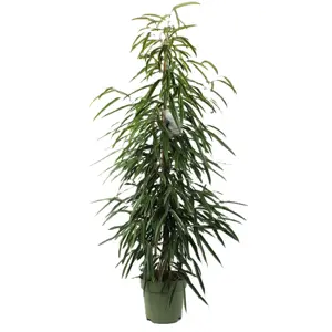 Ficus 'Alii' (Large)